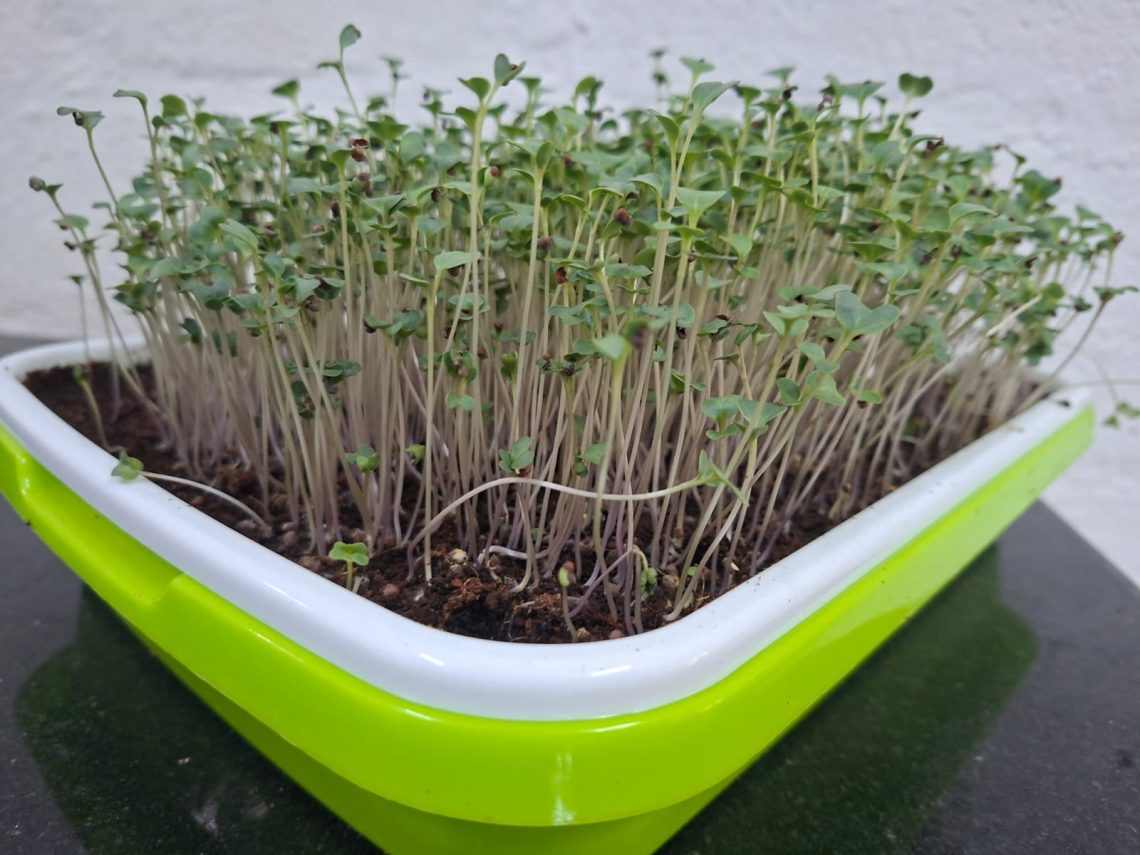 Fresh Broccoli Microgreens