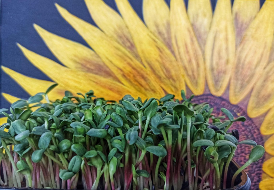 Nutritious Sunflower Microgreens