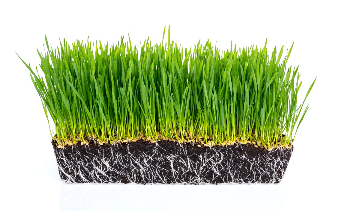 Pure Fresh Wheat Grass