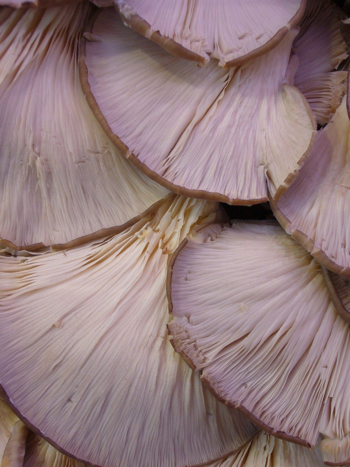 Farm Fresh Oyster Mushrooms
