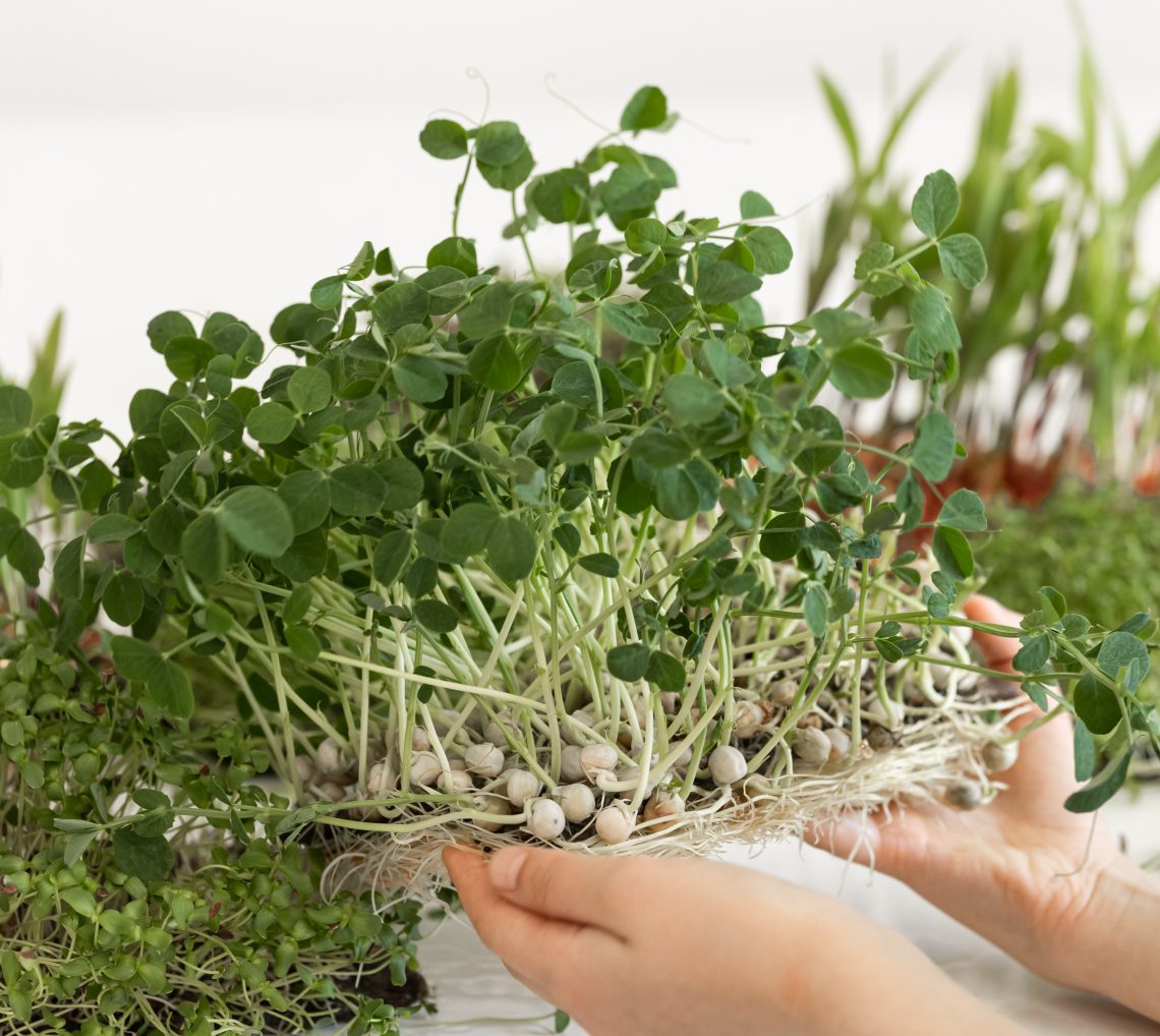 Fresh Green Pea Microgreens